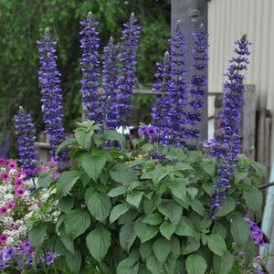 Salvia hybrid Mystic Spires Blue Sage