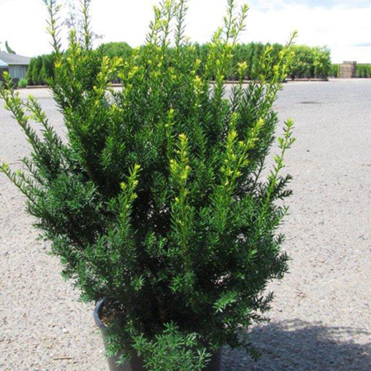 Taxus X Media Dark Green Spreader Anglojap Yew | SiteOne US