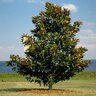 Magnolia Grandiflora Little Gem Southern Magnolia 10 ft. Height Ball and Burlap