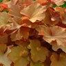 Heuchera X Caramel Coral Bells