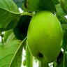 Malus domestica Granny Smith Apple 15 gal. Container
