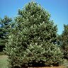 Pinus Cembra Swiss Stone Pine 6 ft. Height Ball and Burlap