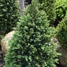 Buxus Microphylla John Baldwin Boxwood