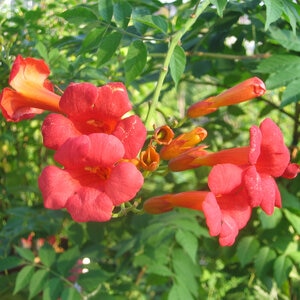 Campsis X Tagliabuana Madamae Rosy Trumpet Vine
