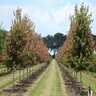 Acer Rubrum Patriot Red Maple