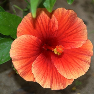 Hibiscus Rosa-Sinensis Orange Tropical Hibiscus