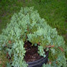 Juniperus Procumbens Green Mound Japanese Garden Juniper 2 gal. Container