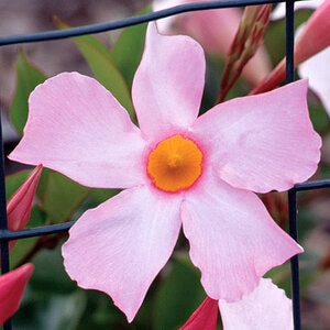 Mandevilla X Sun Parasol Pink Dipladenia