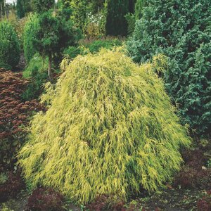 Chamaecyparis Pisifera Filifera Aurea Nana Sawara Cypress