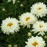 Leucanthemum X Superbum Victorian Secret Shasta Daisy
