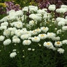 Leucanthemum X Superbum Victorian Secret Shasta Daisy