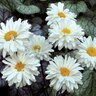 Leucanthemum X Superbum Victorian Secret Shasta Daisy