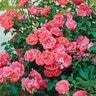 Rosa X Coral Drift Rose