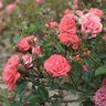 Rosa X Coral Drift Rose