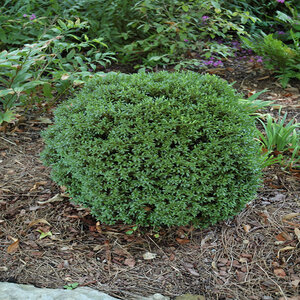 Buxus Microphylla Justin Brouwer Boxwood
