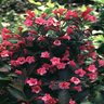 Weigela Florida Tango Weigela 2 gal. Container