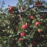 Malus Domestica Honeycrisp Semi-Dwarf Apple