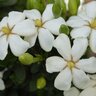 Gardenia Jasminoides Heaven Scent Cape Jasmine 3 gal. Container