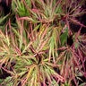 Acer Palmatum var. Dissectum Pink Lace Cutleaf Japanese Maple