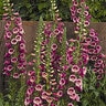 Digitalis Purpurea Camelot Rose Foxglove