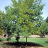 Gleditsia Triacanthos Halka Thornless Honeylocust 2.5 in. Caliper Ball and Burlap