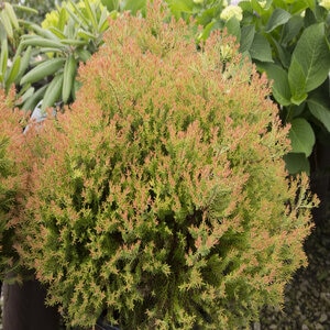 Thuja Occidentalis Fire Chief Arborvitae