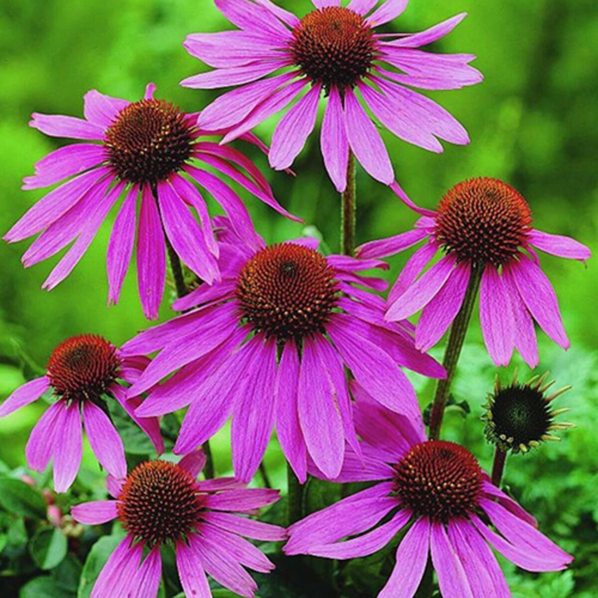 Echinacea Purpurea Prairie Splendor Coneflower | SiteOne US