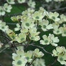 Cornus Florida Appalachian Spring Dogwood