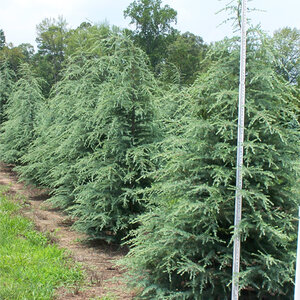 Cedrus Deodara Brackens Best Deodar Cedar 