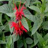 Monarda Didyma Jacob Cline Bee Balm 1 gal. Container