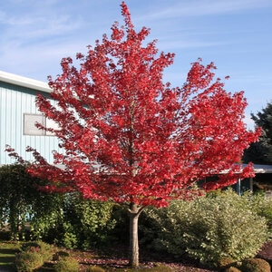 Acer Rubrum Redpointe Red Maple