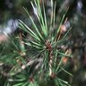 Pinus Resinosa Red Pine 8 ft. Height Ball and Burlap