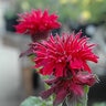 Monarda Didyma Fireball Bee Balm