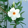 Mandevilla X Sun Parasol White Mandevilla