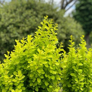 Berberis Thunbergii Golden Rocket Japanese Barberry