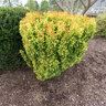 Berberis Thunbergii Golden Rocket Japanese Barberry