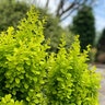 Berberis Thunbergii Golden Rocket Japanese Barberry