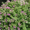 Polygala Fruticosa Petite Butterfly Sweet Pea Shrub