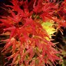 Acer Palmatum Mikawa Yatsubusa Japanese Maple