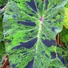 Colocasia Esculenta Mojito Elephant Ear