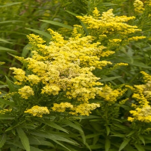Solidago X Little Lemon Goldenrod