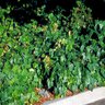Hedera Canariensis Algerian Ivy SP4 Container