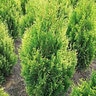 Thuja plicata Golden Spire Western Red Cedar