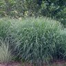 Panicum Virgatum Heavy Metal Switch Grass 1 gal. Container
