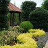 Ligustrum Sinense Sunshine Chinese Privet