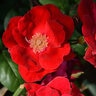 Rosa X Winners Circle Climbing Rose