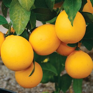 Citrus X Limon Meyer Improved Lemon