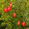 Punica granatum Wonderful Pomegranate Tree Form Standard 5 gal. Container