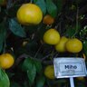 Citrus Unshiu Miho Satsuma Mandarin Orange