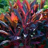 Cordyline Terminalis Ruby Dracaena